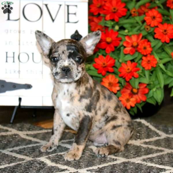 Ace, Frenchton Puppy