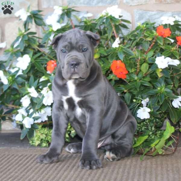 Ace, Cane Corso Puppy