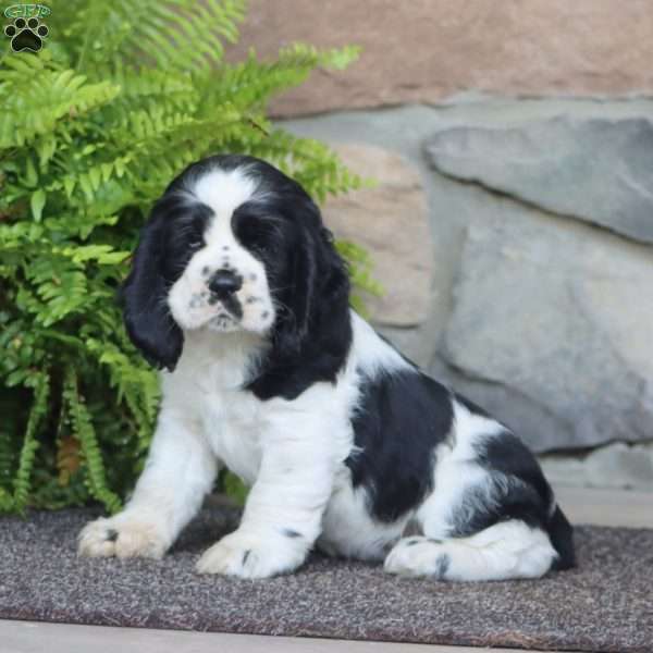 Ace, Cocker Spaniel Puppy