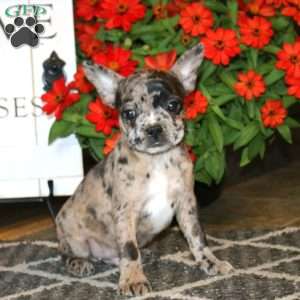 Ace, Frenchton Puppy