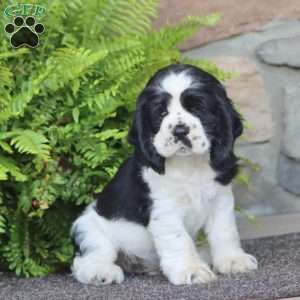 Ace, Cocker Spaniel Puppy
