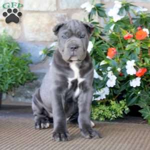 Ace, Cane Corso Puppy