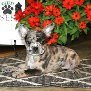 Ace, Frenchton Puppy
