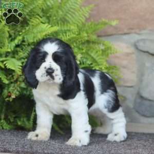 Ace, Cocker Spaniel Puppy
