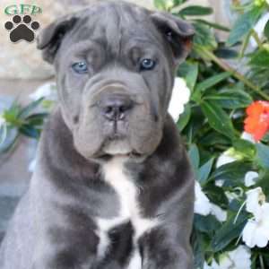 Ace, Cane Corso Puppy