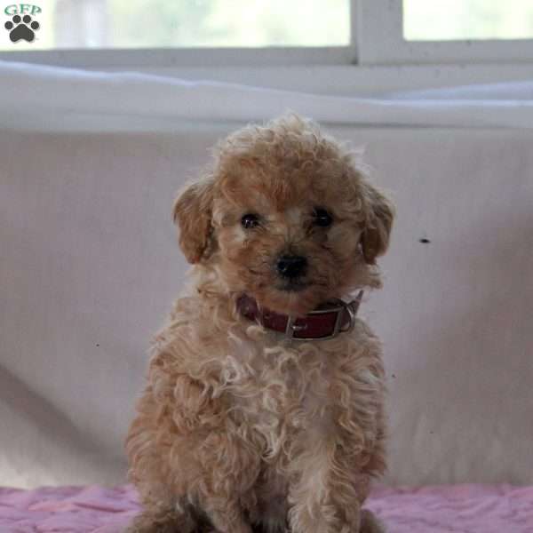 Ada, Miniature Poodle Puppy
