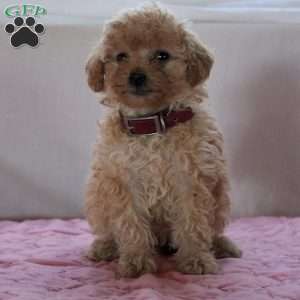 Ada, Miniature Poodle Puppy