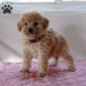 Ada, Miniature Poodle Puppy