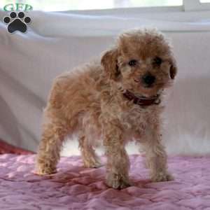 Ada, Miniature Poodle Puppy