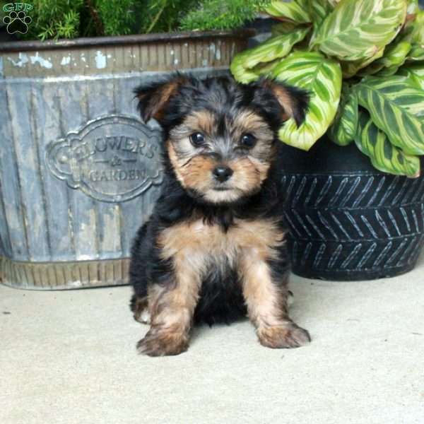 Adam, Yorkie Mix Puppy