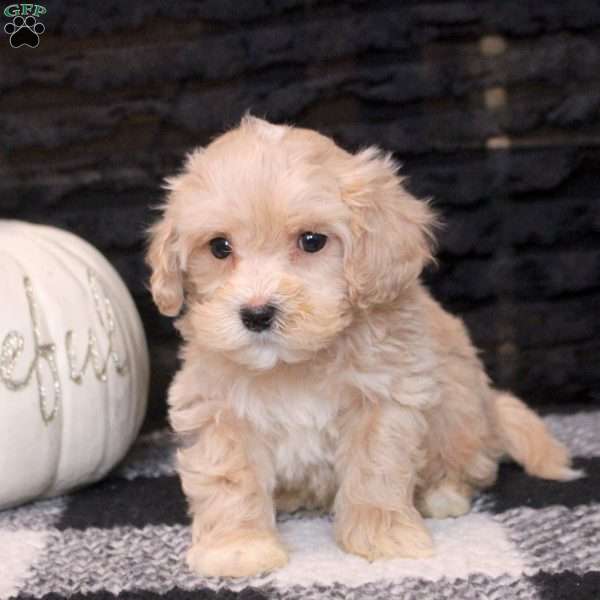 Adam, Maltipoo Puppy