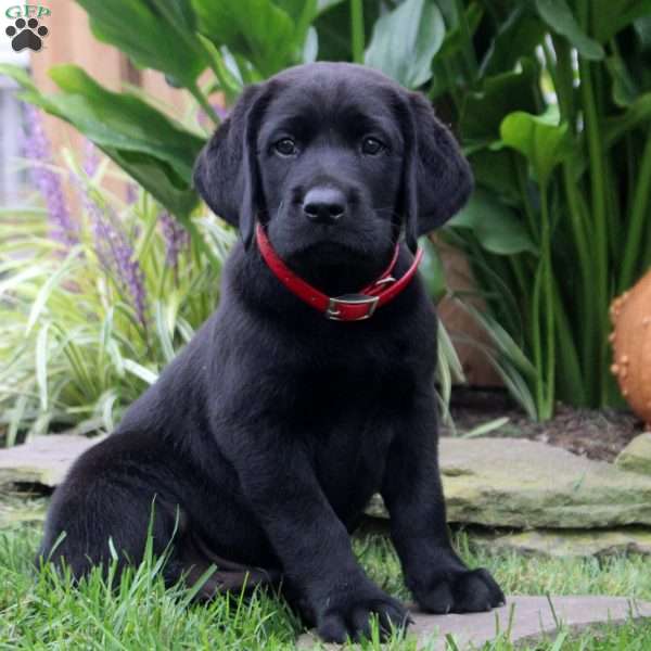 Adam, Black Labrador Retriever Puppy