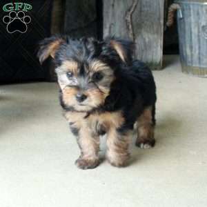 Adam, Yorkie Mix Puppy