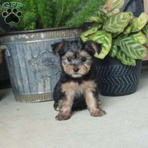 Adam, Yorkie Mix Puppy