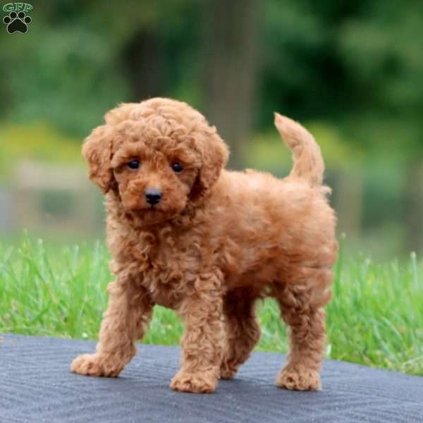 Adam, Toy Poodle Puppy