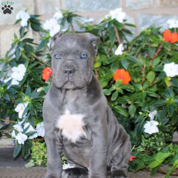 Adam, Cane Corso Puppy