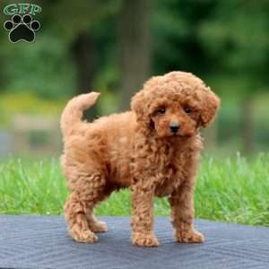 Adam, Toy Poodle Puppy