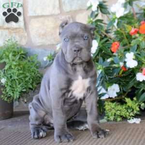 Adam, Cane Corso Puppy