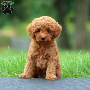 Adam, Toy Poodle Puppy