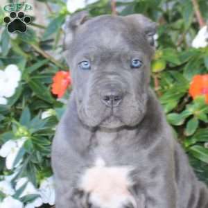 Adam, Cane Corso Puppy
