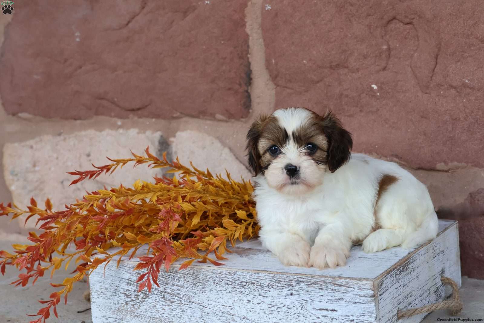 Addie (Cava-Tzu, Female) in Stevens, PA