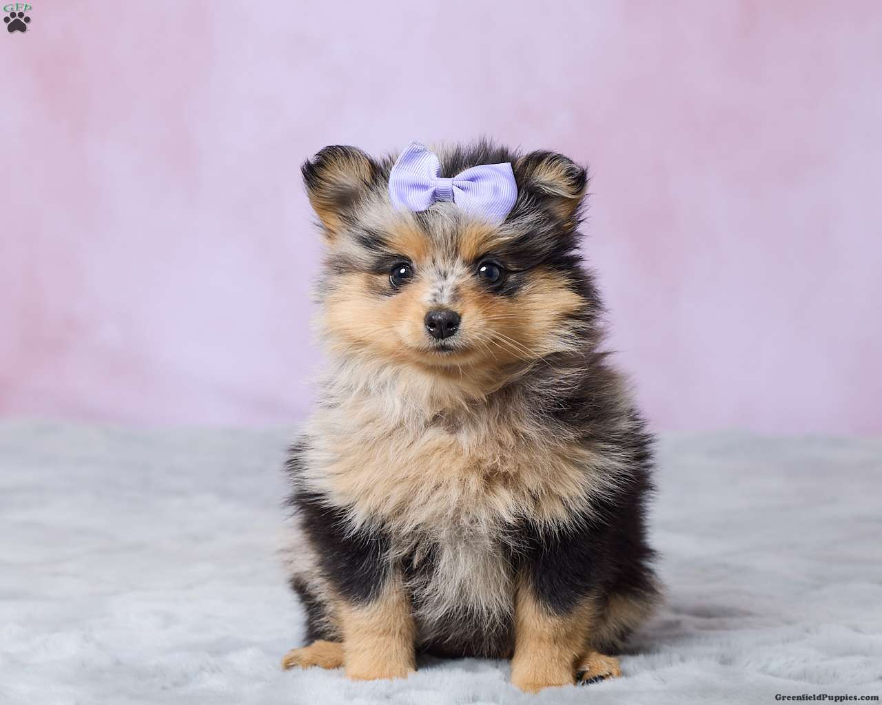 Addy (Pomeranian, Female) in Millersburg, OH