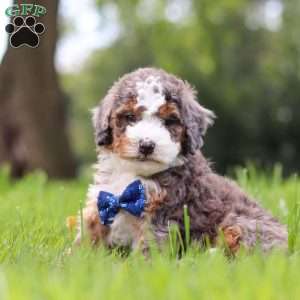 Adrian, Mini Bernedoodle Puppy
