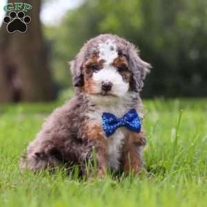 Adrian, Mini Bernedoodle Puppy