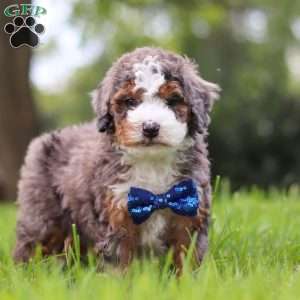 Adrian, Mini Bernedoodle Puppy