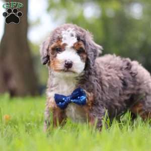 Adrian, Mini Bernedoodle Puppy