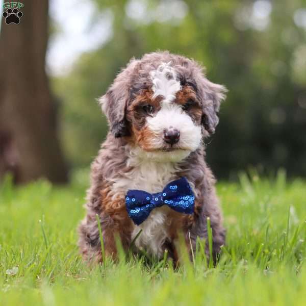 Adrian, Mini Bernedoodle Puppy