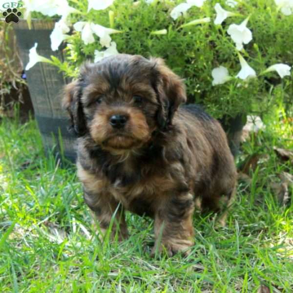 Aiden, Shih Tzu Mix Puppy