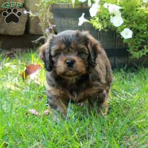 Aiden, Shih Tzu Mix Puppy