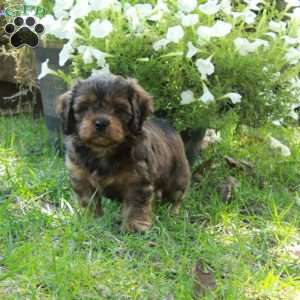 Aiden, Shih Tzu Mix Puppy