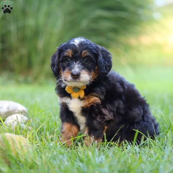 Airhead, Mini Bernedoodle Puppy