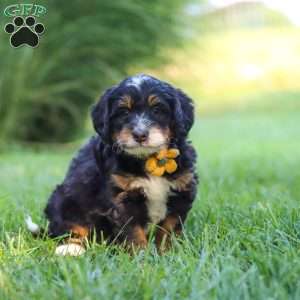 Airhead, Mini Bernedoodle Puppy