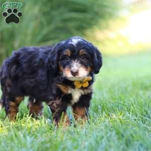 Airhead, Mini Bernedoodle Puppy