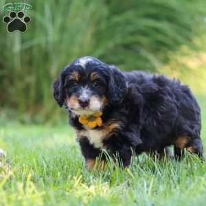 Airhead, Mini Bernedoodle Puppy