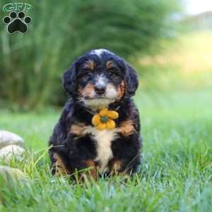 Airhead, Mini Bernedoodle Puppy