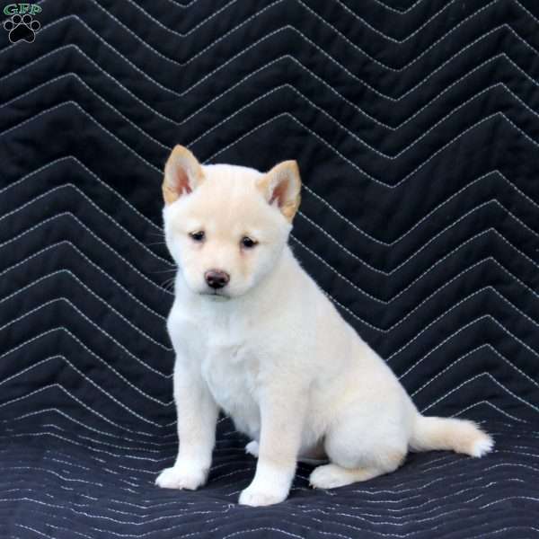 Akira, Shiba Inu Puppy