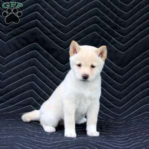 Akira, Shiba Inu Puppy