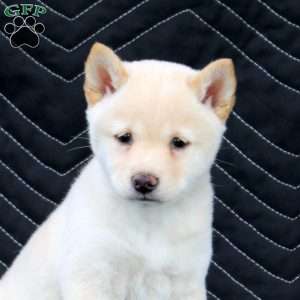 Akira, Shiba Inu Puppy