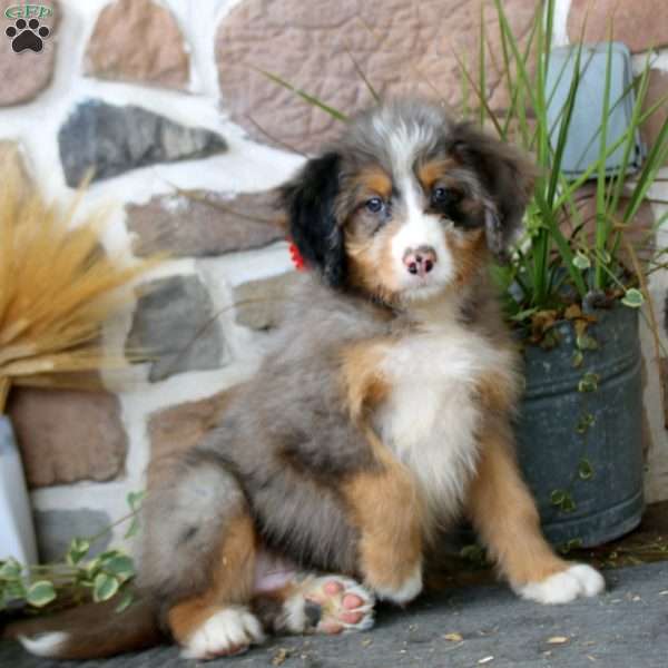 Alec, Mini Bernedoodle Puppy