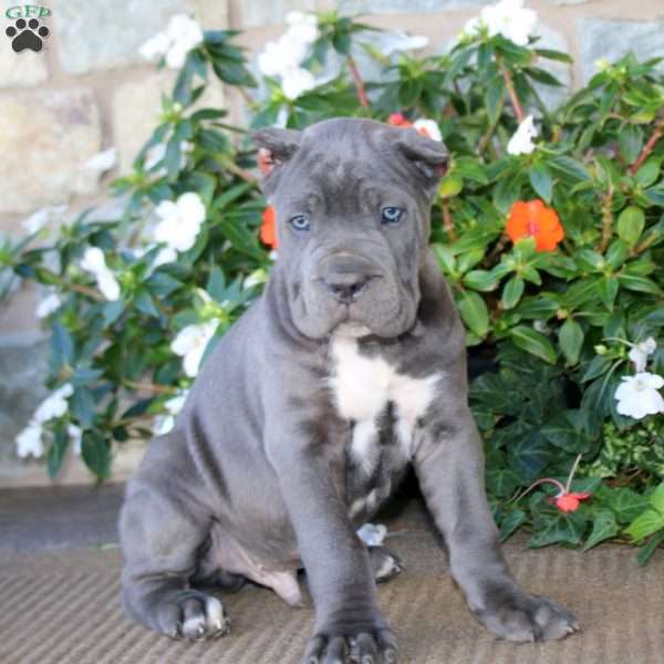Alec, Cane Corso Puppy