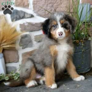 Alec, Mini Bernedoodle Puppy
