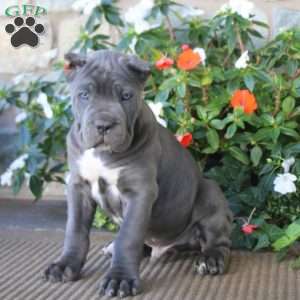 Alec, Cane Corso Puppy