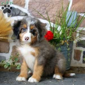 Alec, Mini Bernedoodle Puppy