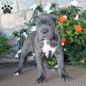 Alec, Cane Corso Puppy