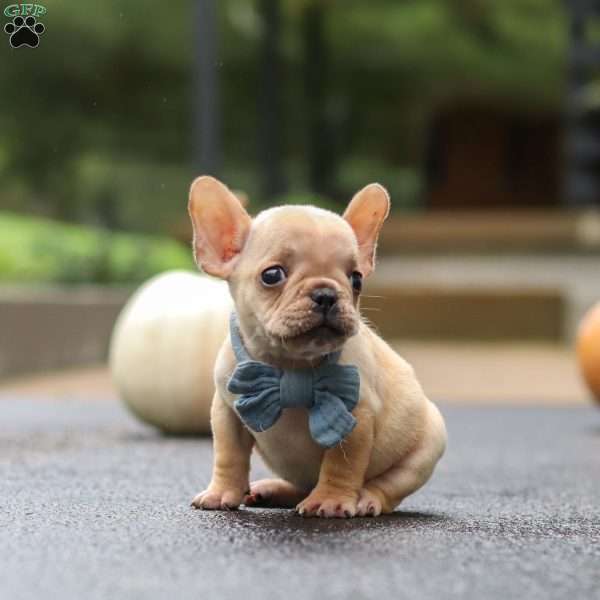 Alex, French Bulldog Puppy
