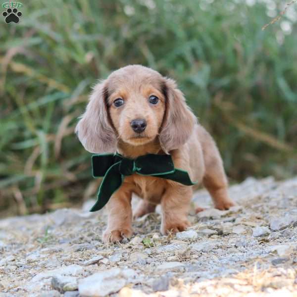 Alex, Dachshund Puppy